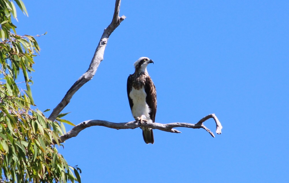 Águila Pescadora (Australia) - ML173425101