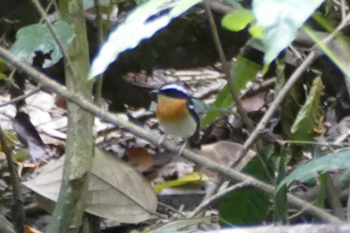 Tanimbar Flycatcher - ML173425131