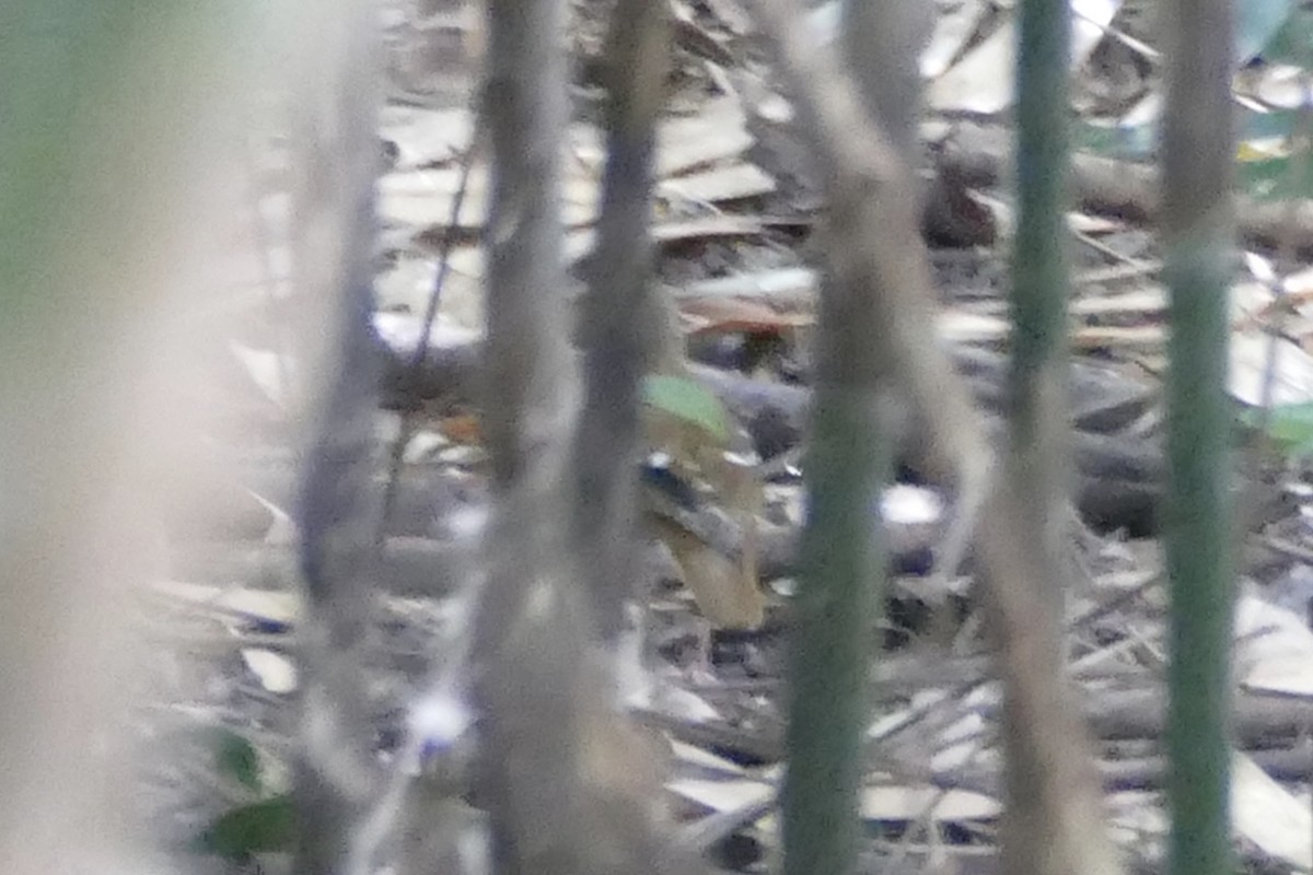 Fawn-breasted Thrush - Peter Kaestner