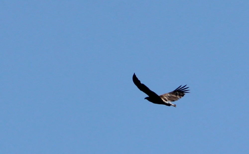 White-bellied Sea-Eagle - ML173425251