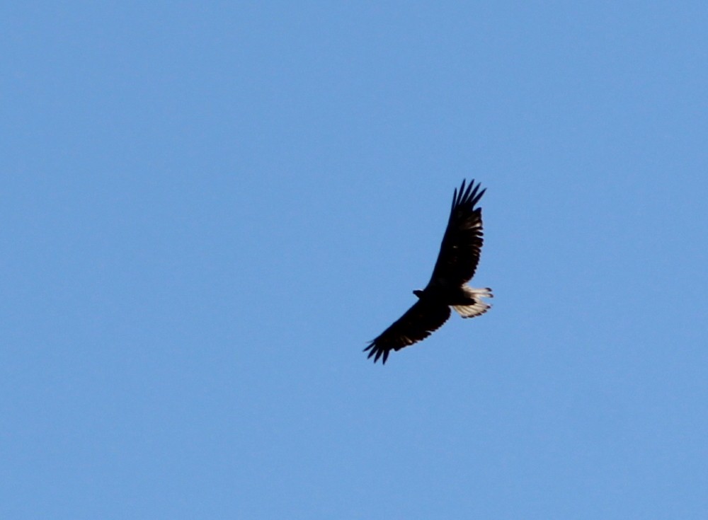 White-bellied Sea-Eagle - ML173425261