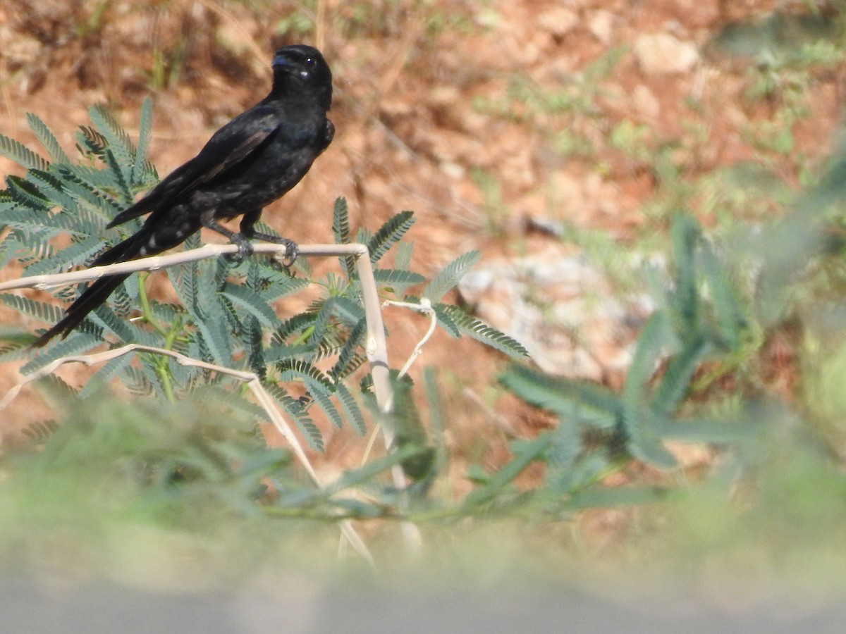 דרונגו שחור - ML173426181