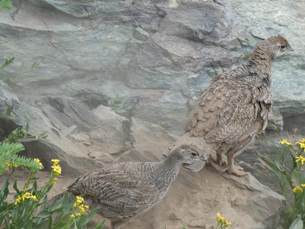 Dusky Grouse - ML173426771