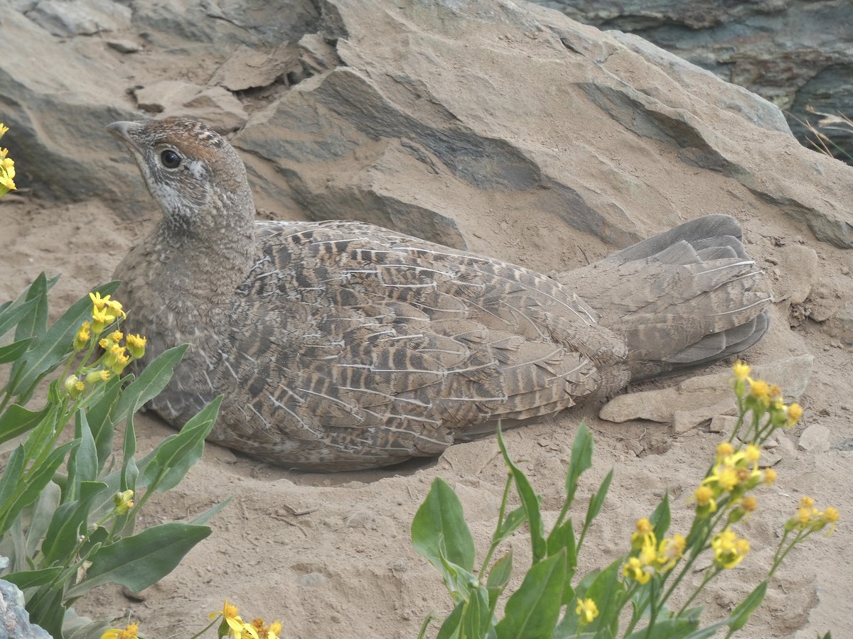 Dusky Grouse - ML173426801