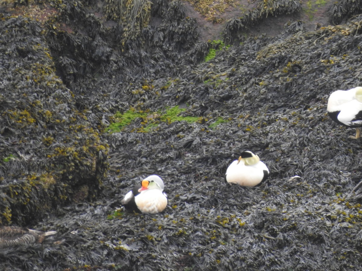 King Eider - ML173428621