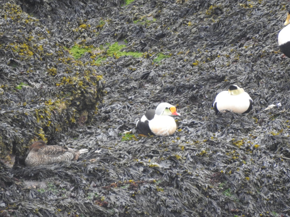 King Eider - ML173428641