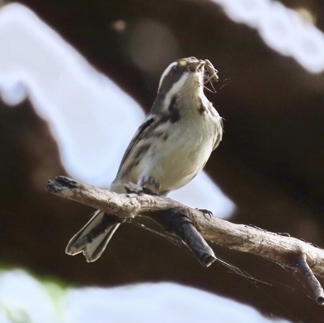 Black-throated Gray Warbler - ML173429161