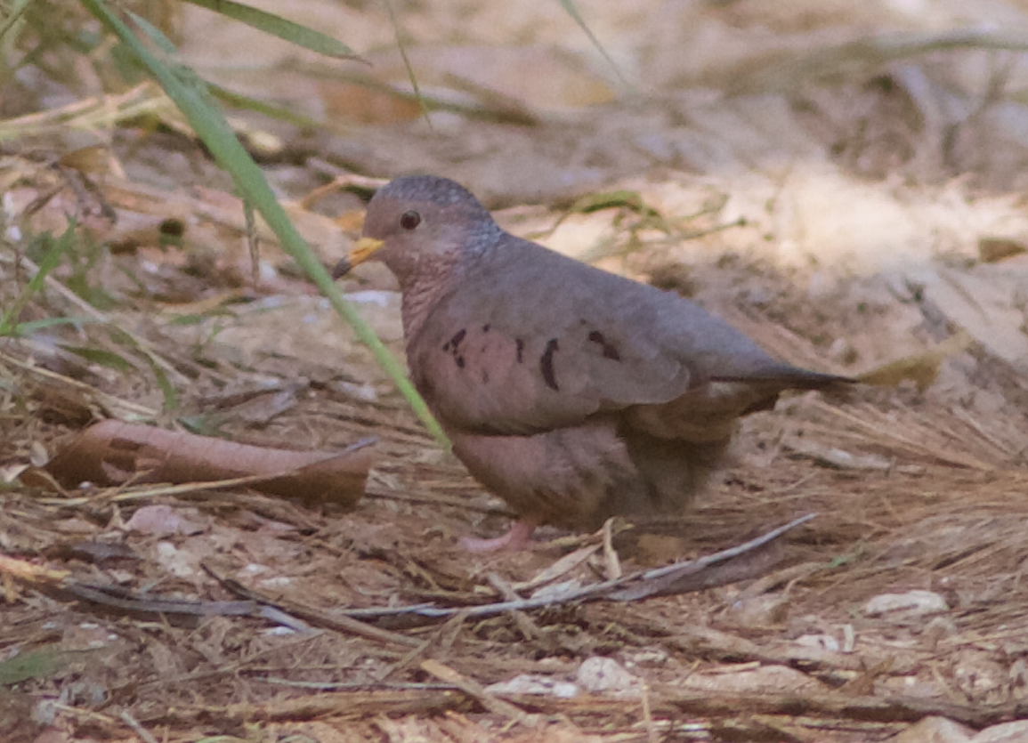 Common Ground Dove - ML173429481