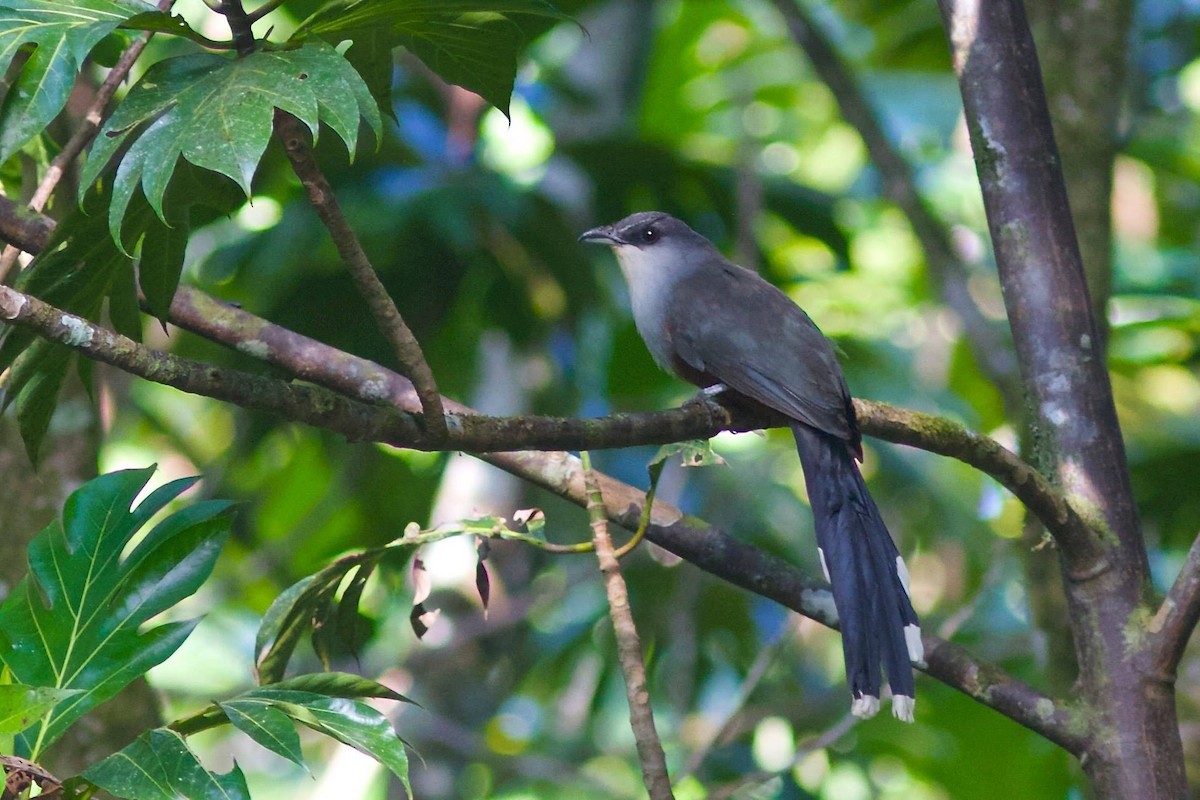 Chestnut-bellied Cuckoo - ML173429521