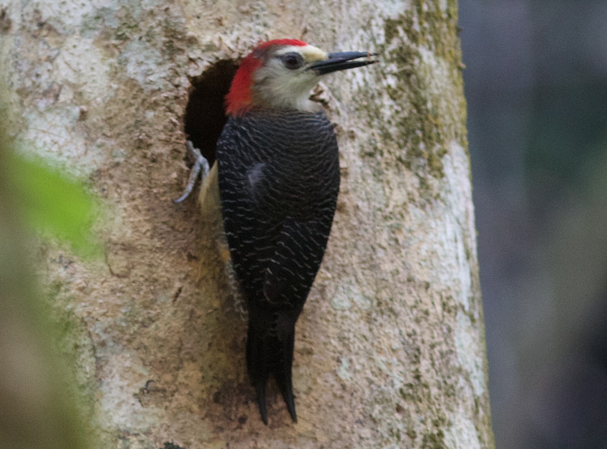 Jamaican Woodpecker - ML173429591
