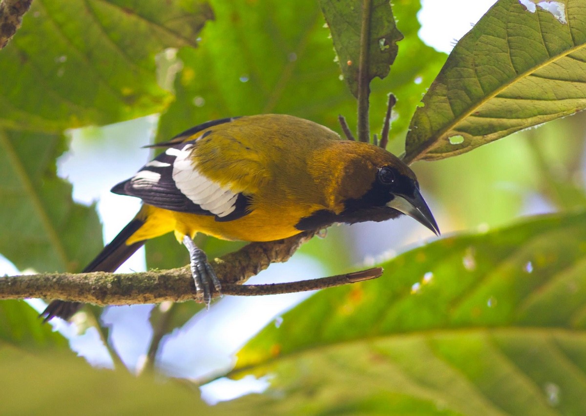Jamaican Oriole - ML173429621