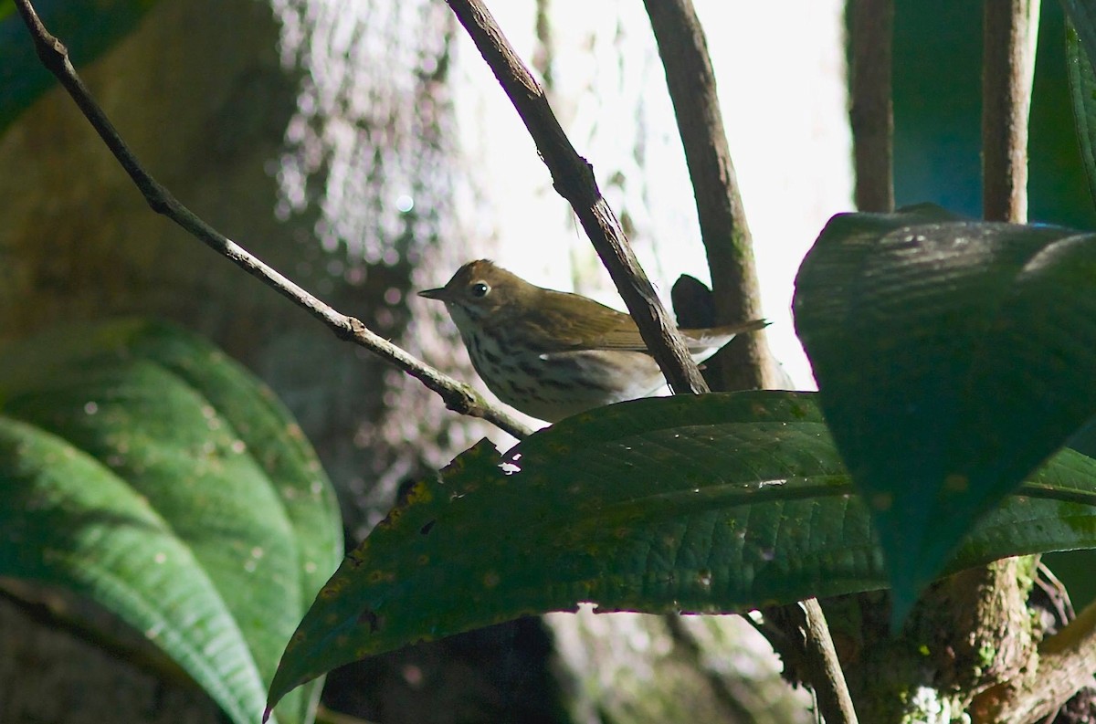 Ovenbird - Sayam U. Chowdhury