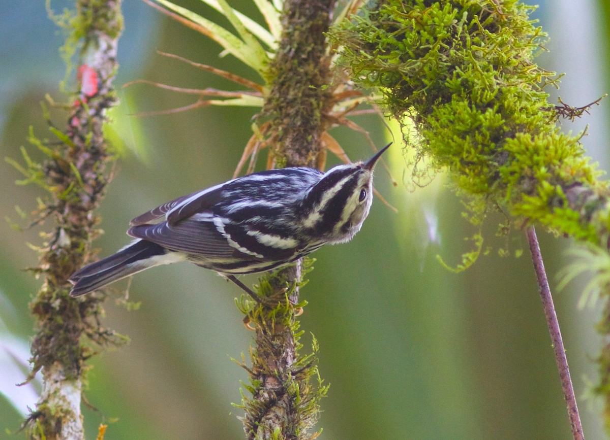 Black-and-white Warbler - ML173429681
