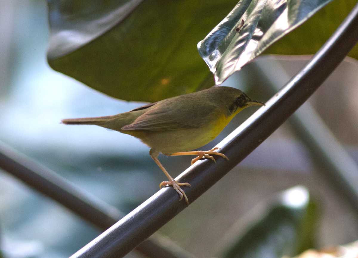 Common Yellowthroat - ML173429711