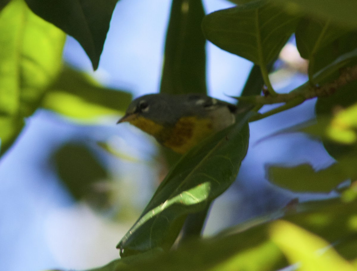 Northern Parula - ML173429721
