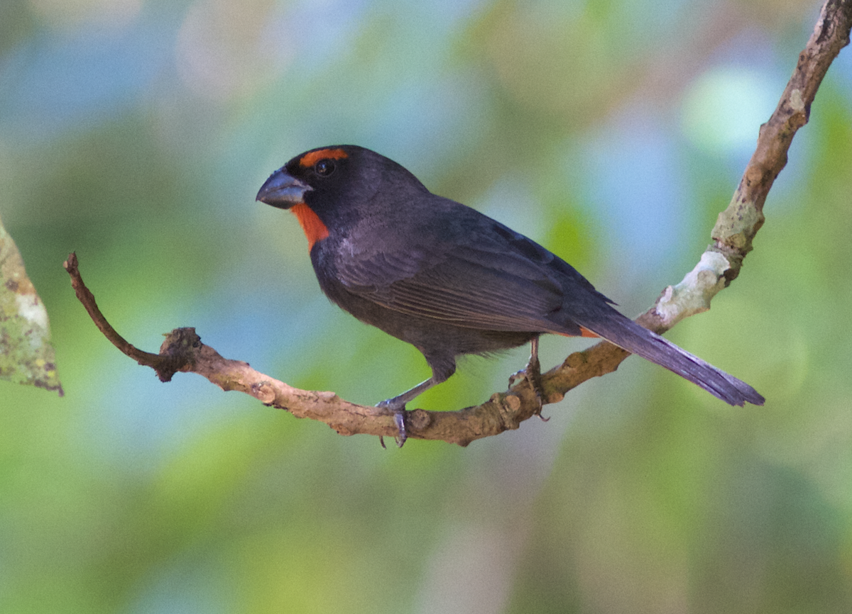 Greater Antillean Bullfinch - ML173429751
