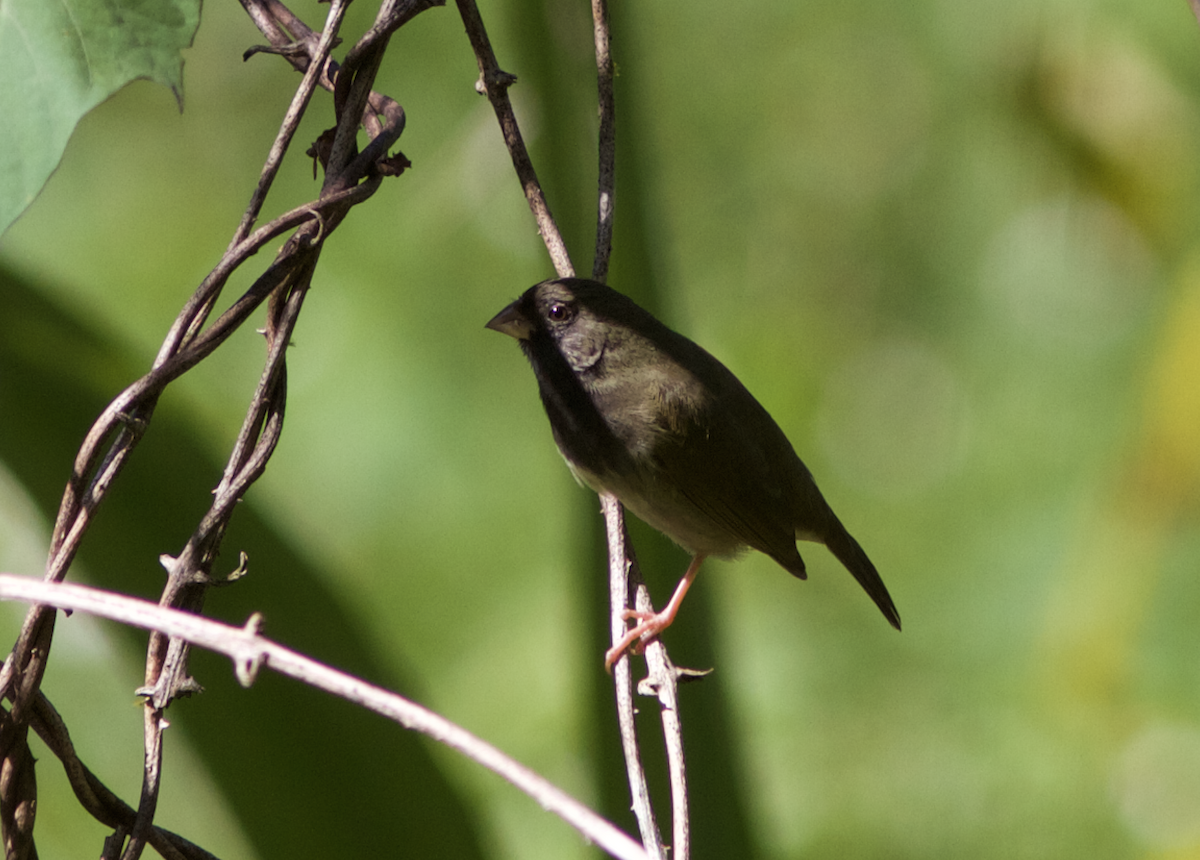 Black-faced Grassquit - ML173429761