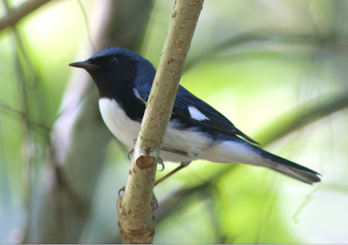Black-throated Blue Warbler - ML173429891