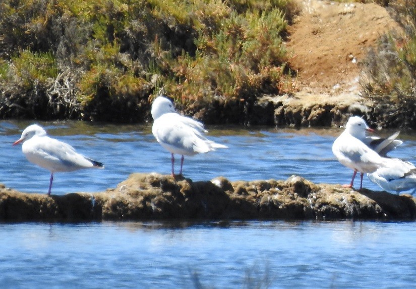 Slender-billed Gull - ML173432361