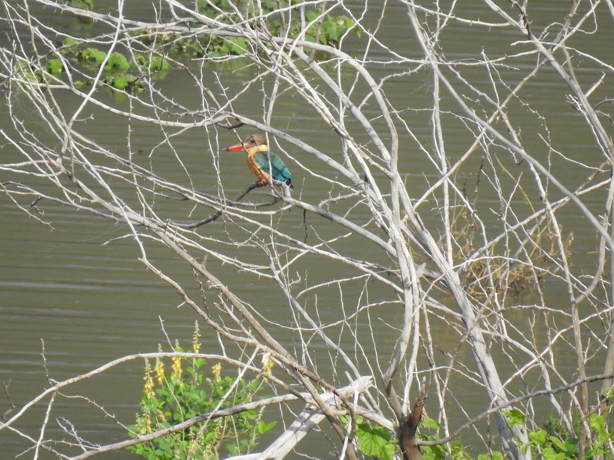 Stork-billed Kingfisher - KARTHIKEYAN R