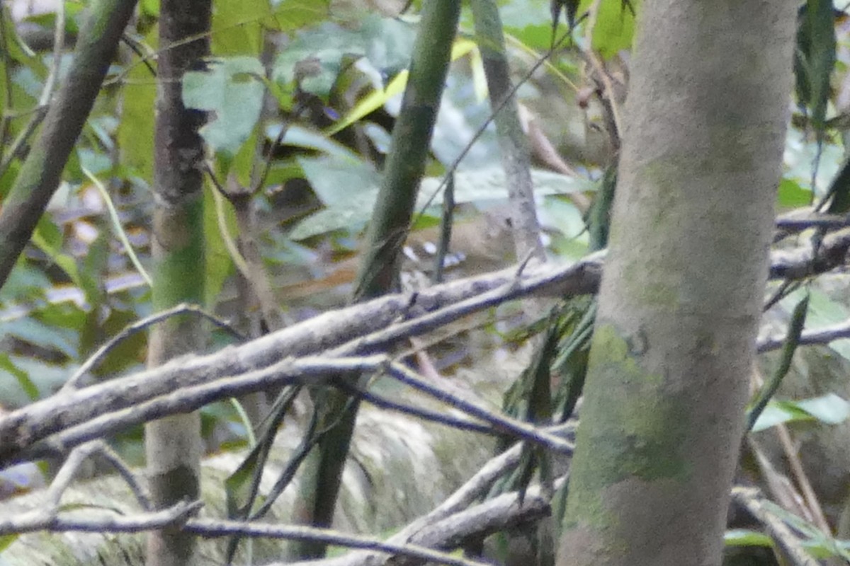 Fawn-breasted Thrush - Peter Kaestner