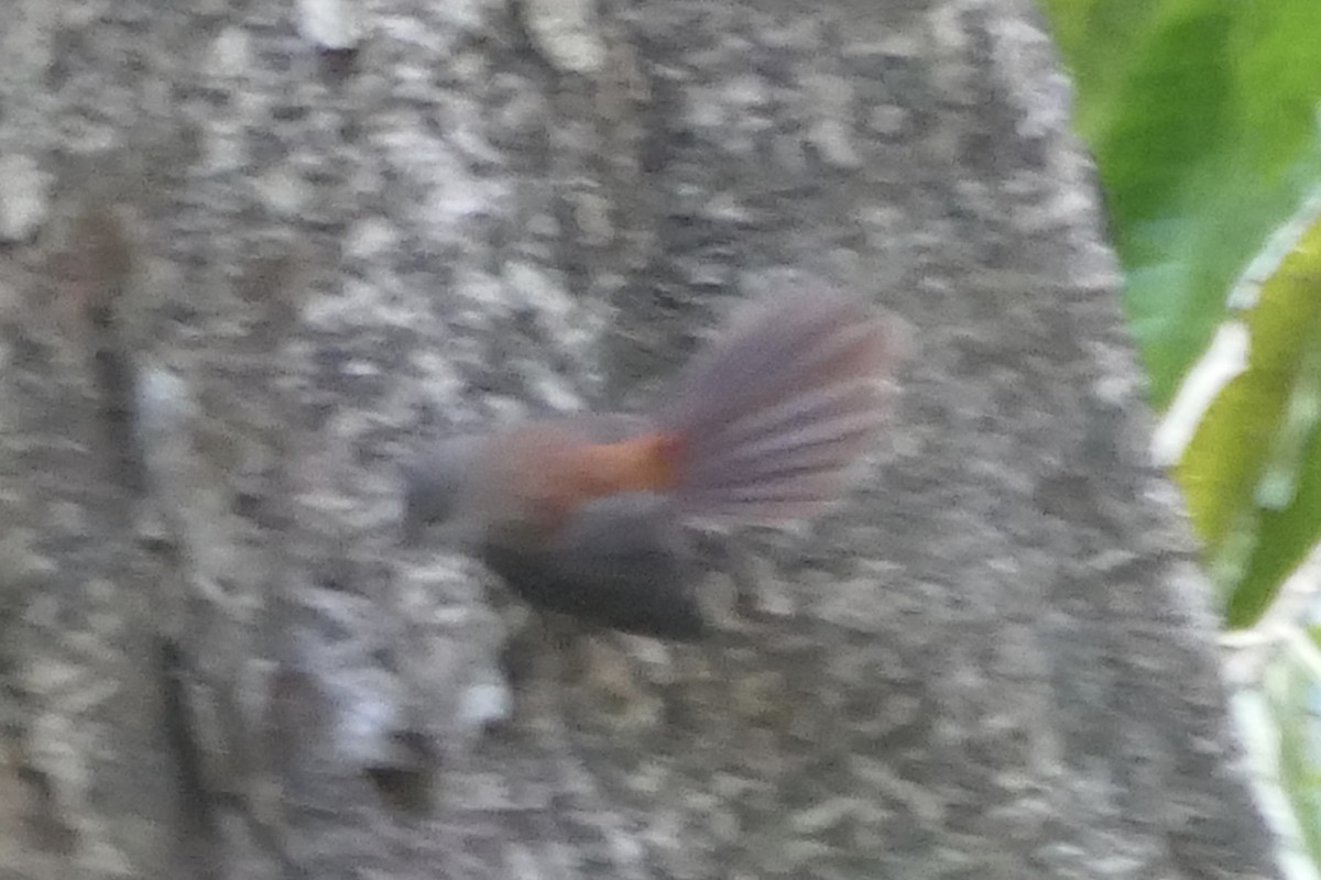 Long-tailed Fantail - Peter Kaestner