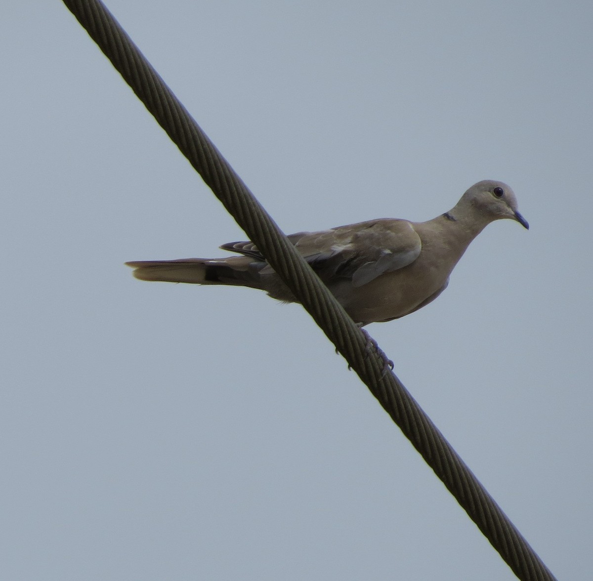 Eurasian Collared-Dove - Dennis Forsythe