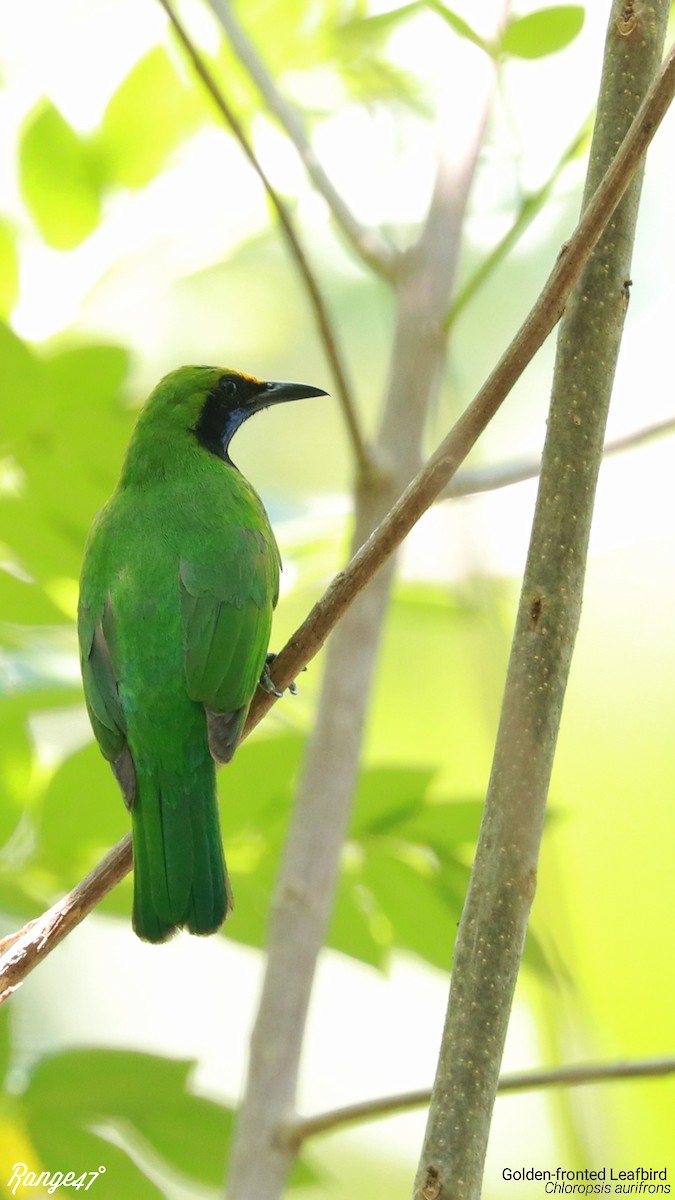 Golden-fronted Leafbird - ML173436971