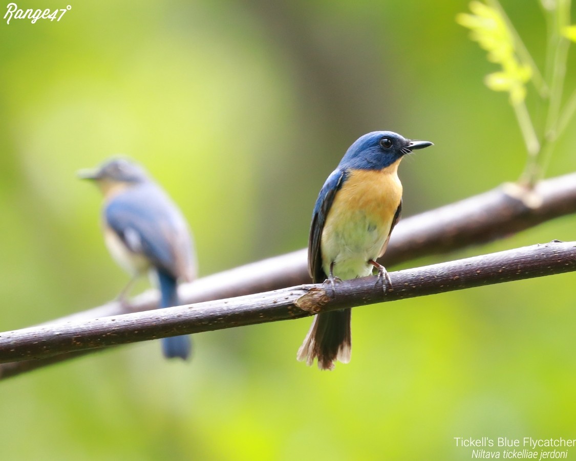 Tickell's Blue Flycatcher - ML173437071