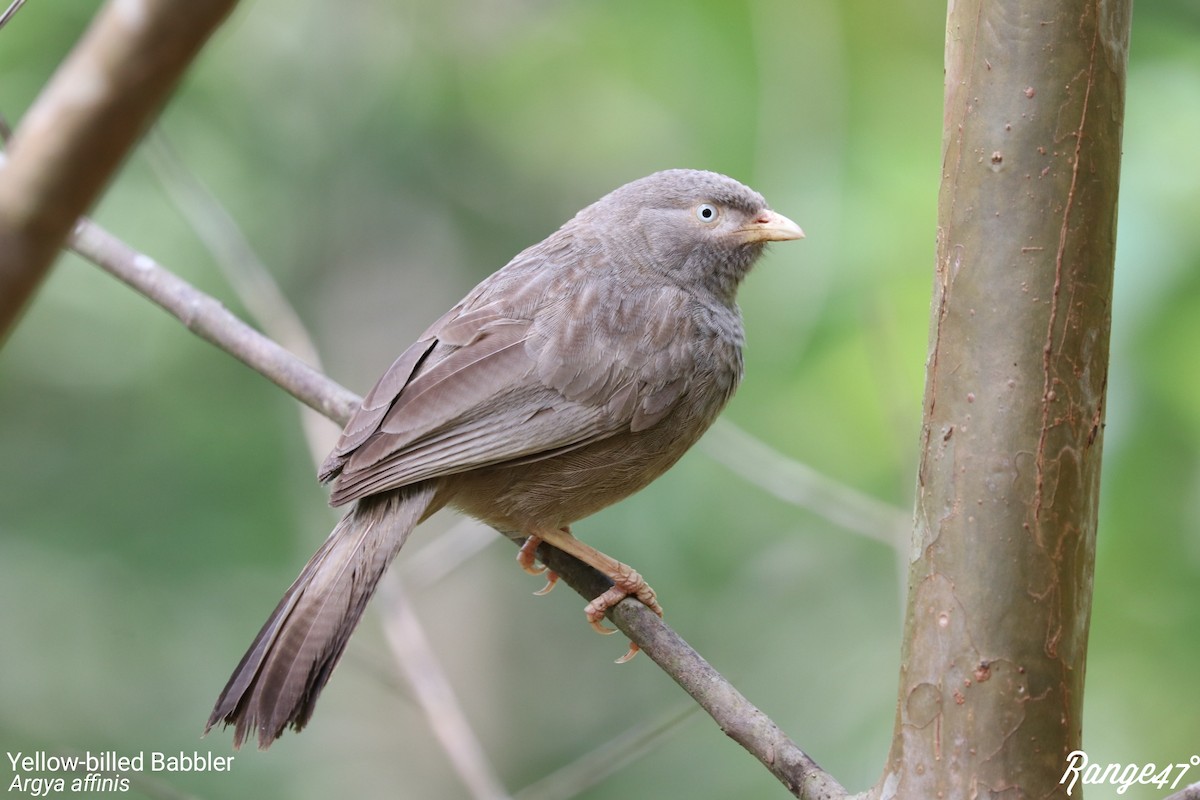 Yellow-billed Babbler - ML173437111