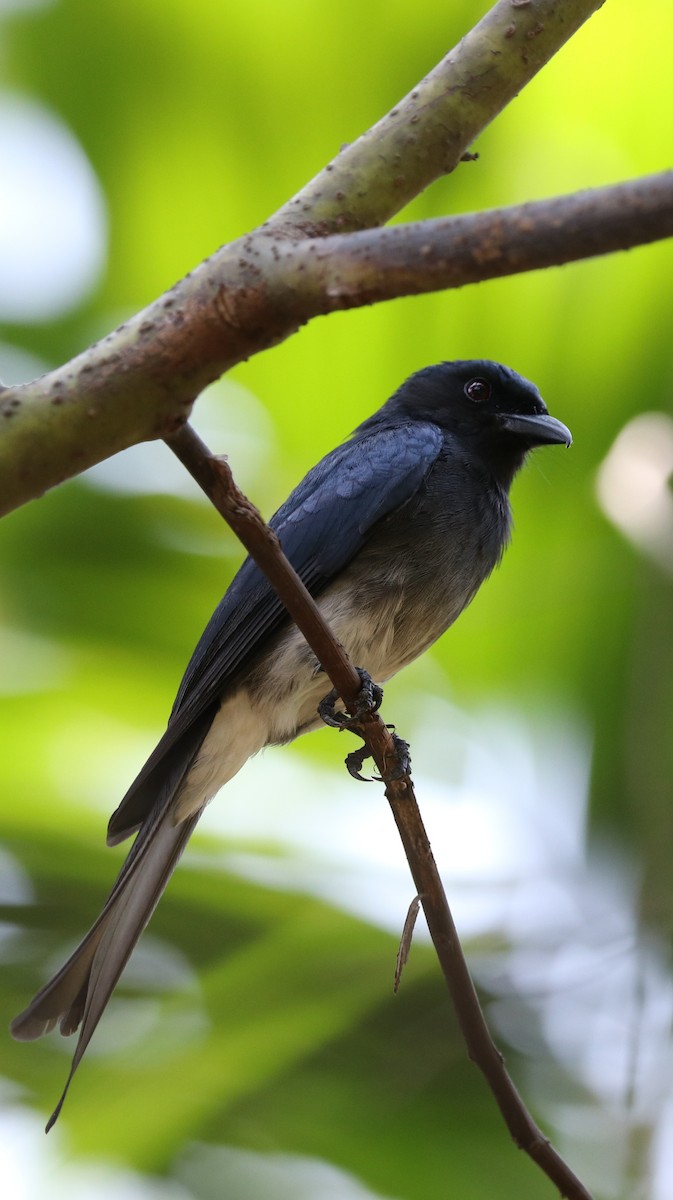 White-bellied Drongo - ML173437561