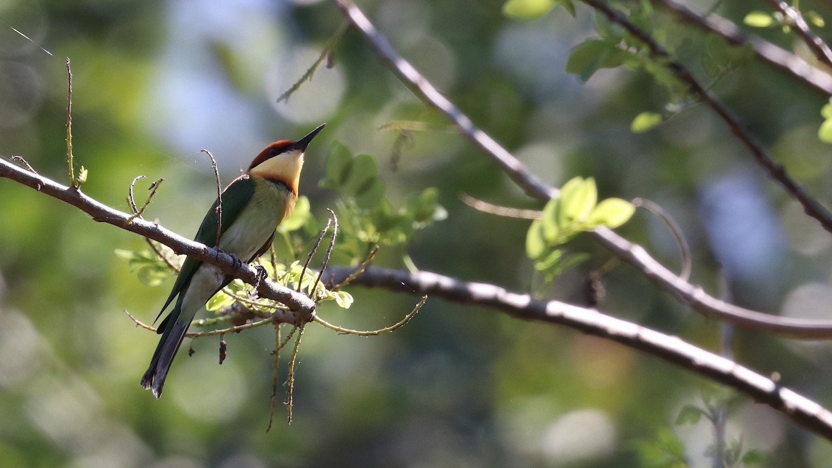 Chestnut-headed Bee-eater - ML173437841