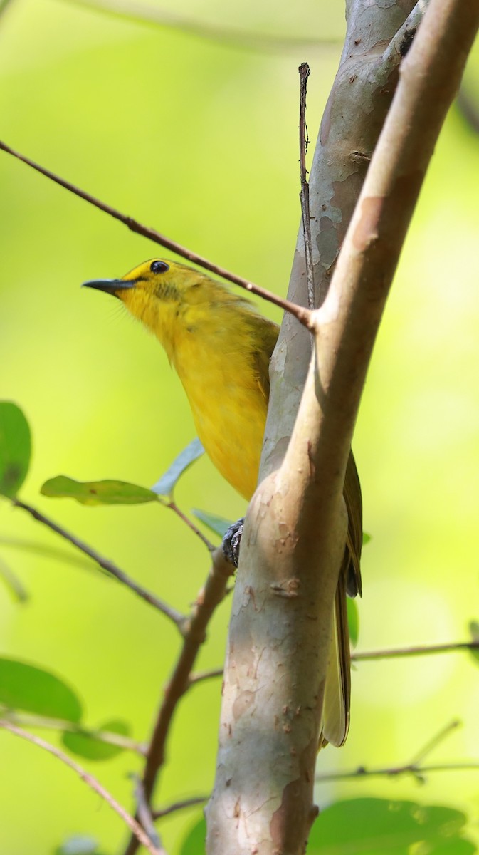 Yellow-browed Bulbul - ML173437981