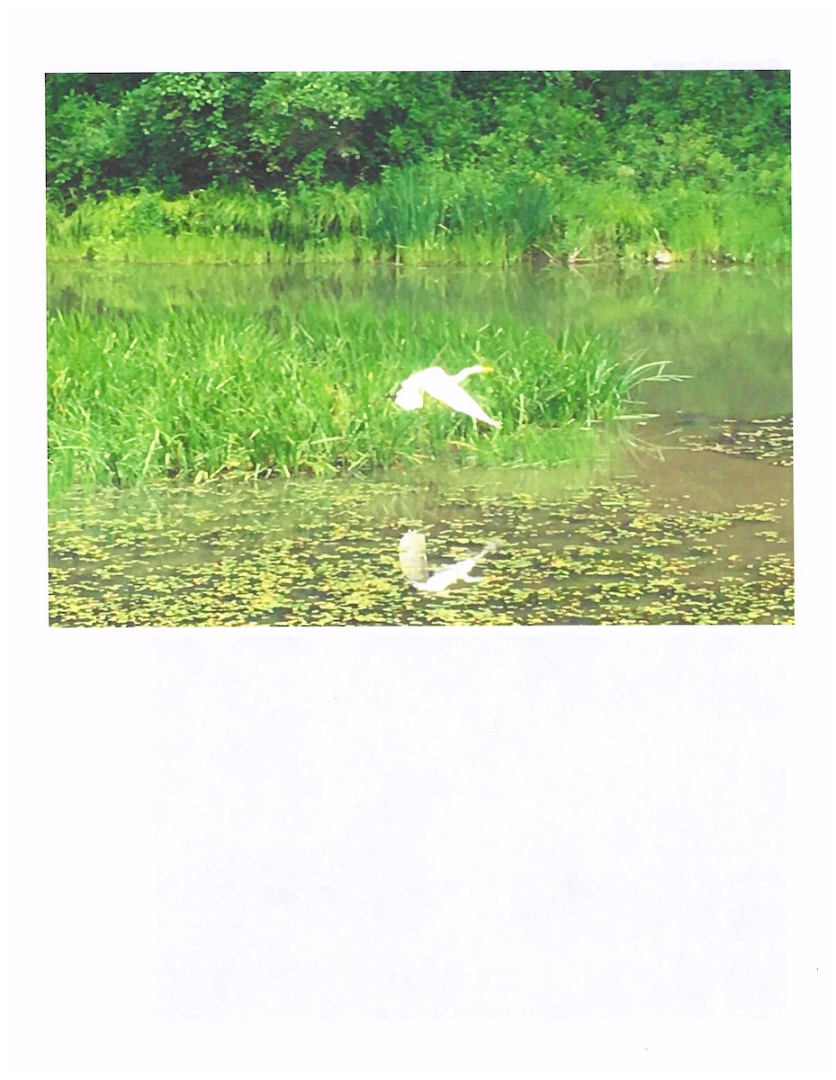 Great Egret - ML173438241