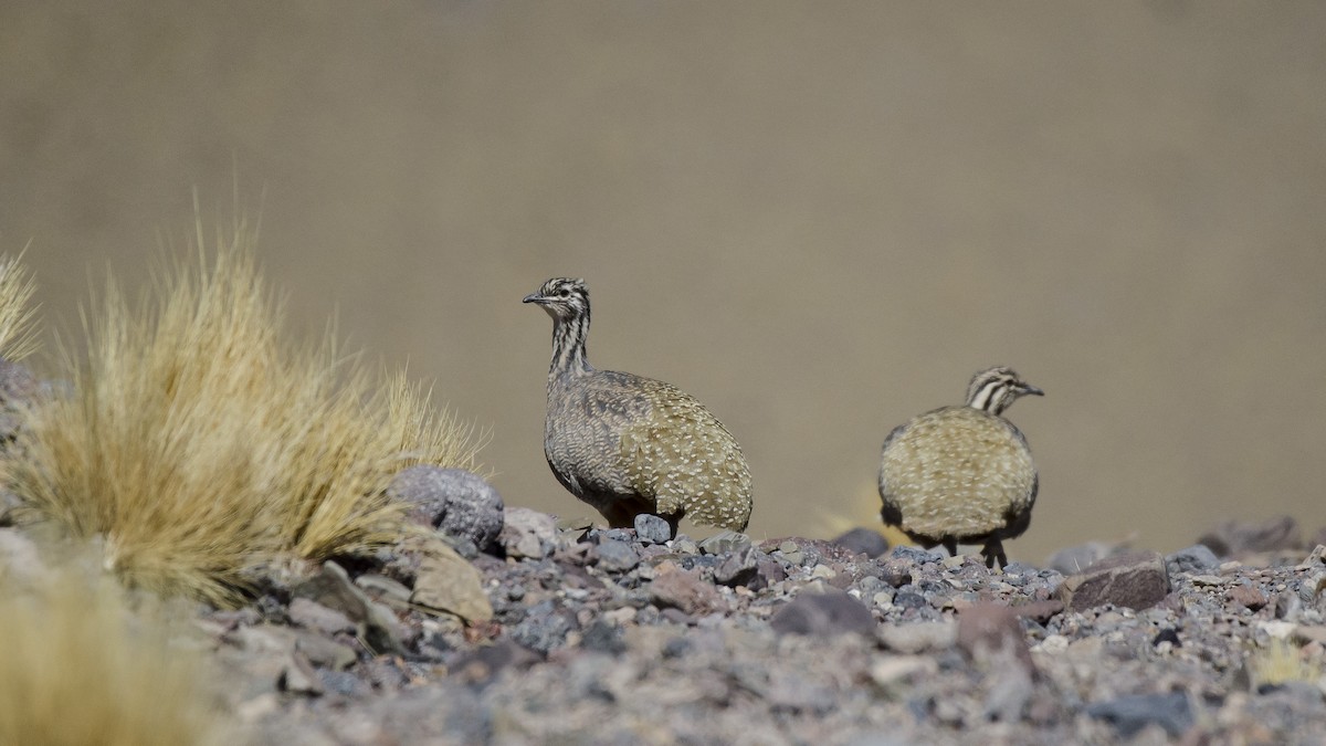 Puna Tinamou - ML173439131