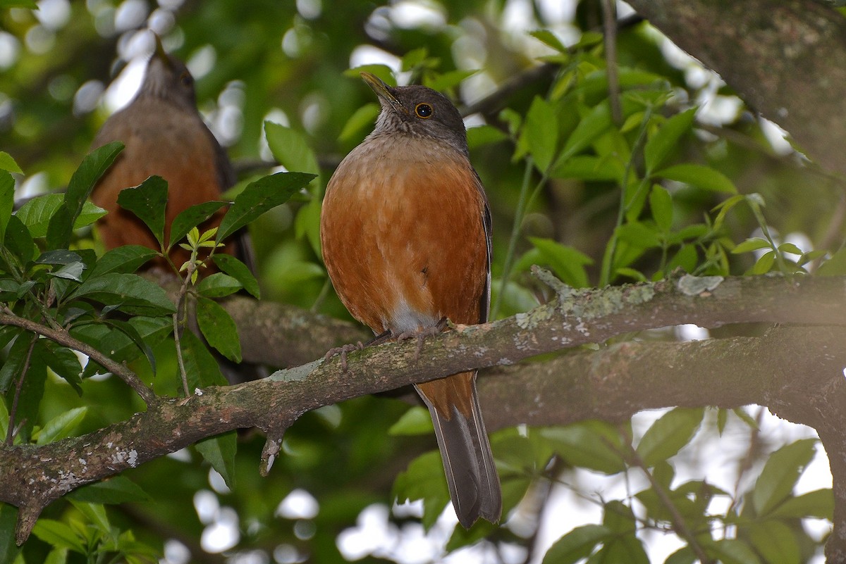 Rufous-bellied Thrush - ML173439881