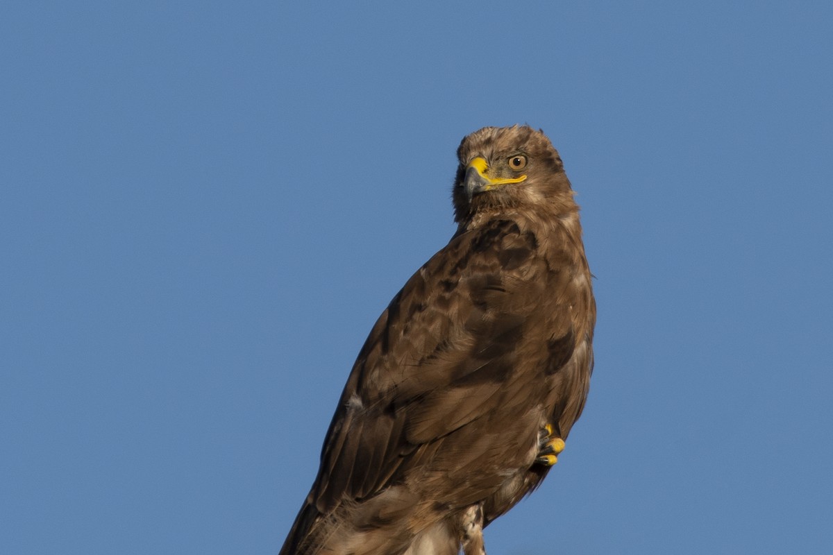 Ferruginous Hawk - ML173440941