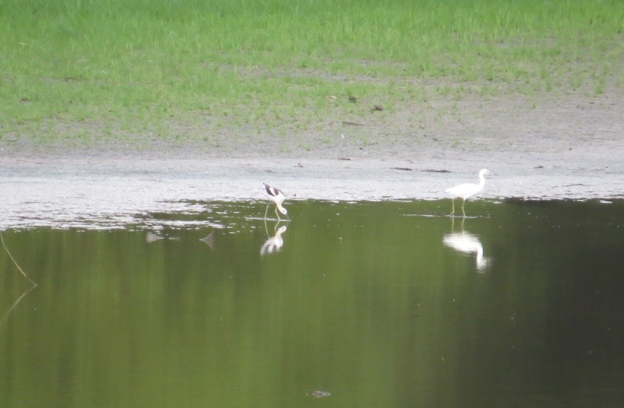 American Avocet - ML173442141