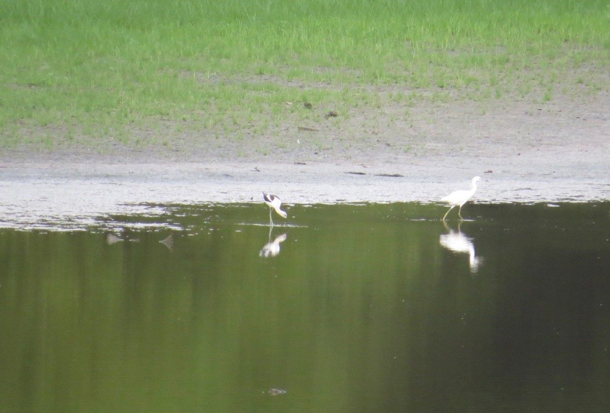 American Avocet - ML173442151