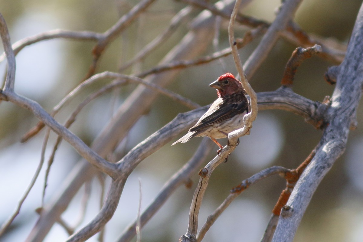Cassin's Finch - ML173442721
