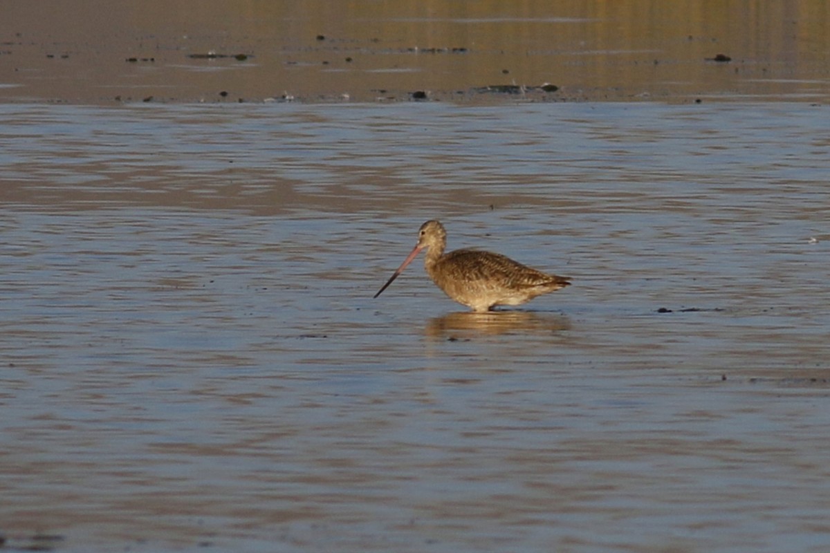 Marbled Godwit - ML173442921