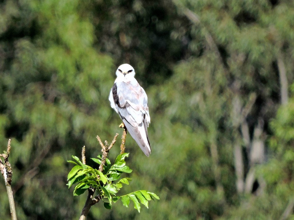 White-tailed Kite - ML173445191