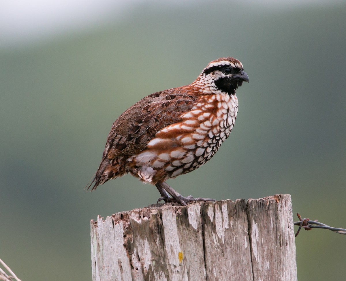 Black-throated Bobwhite - Isaias Morataya