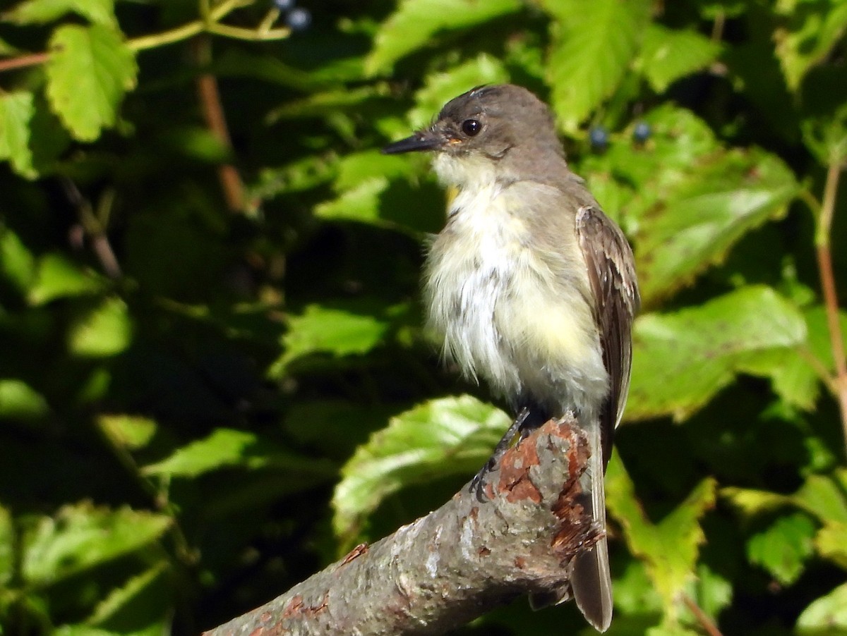 Eastern Phoebe - ML173446611