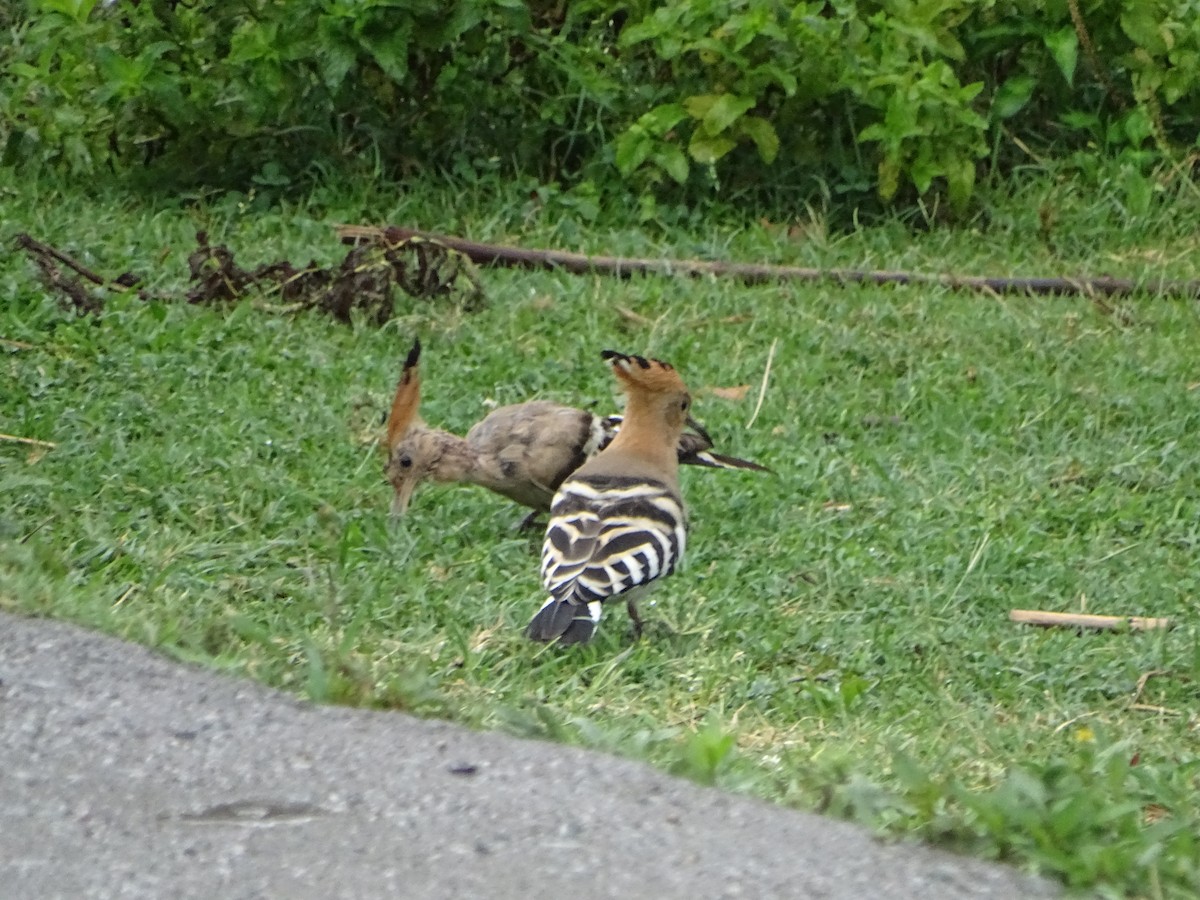 Eurasian Hoopoe - ML173449791