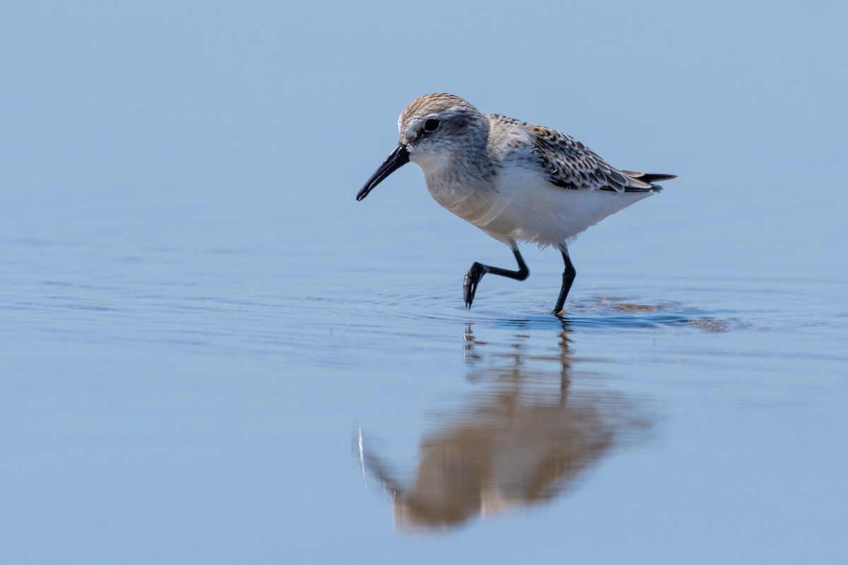 Western Sandpiper - Mark Schulist