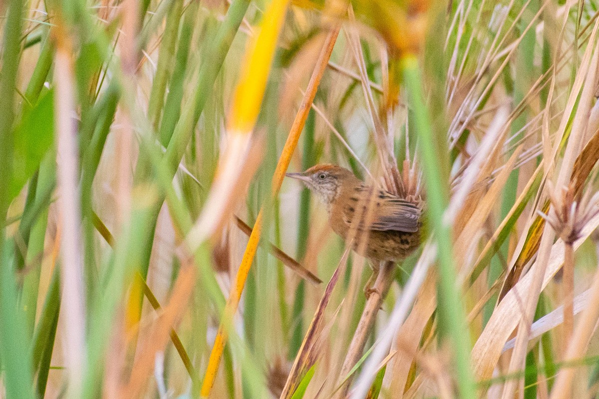 Bay-capped Wren-Spinetail - ML173452681