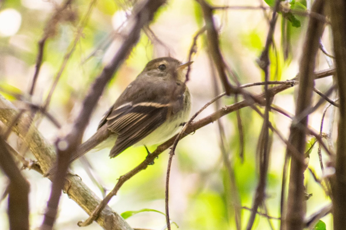 Euler's Flycatcher - Leandro Bareiro Guiñazú