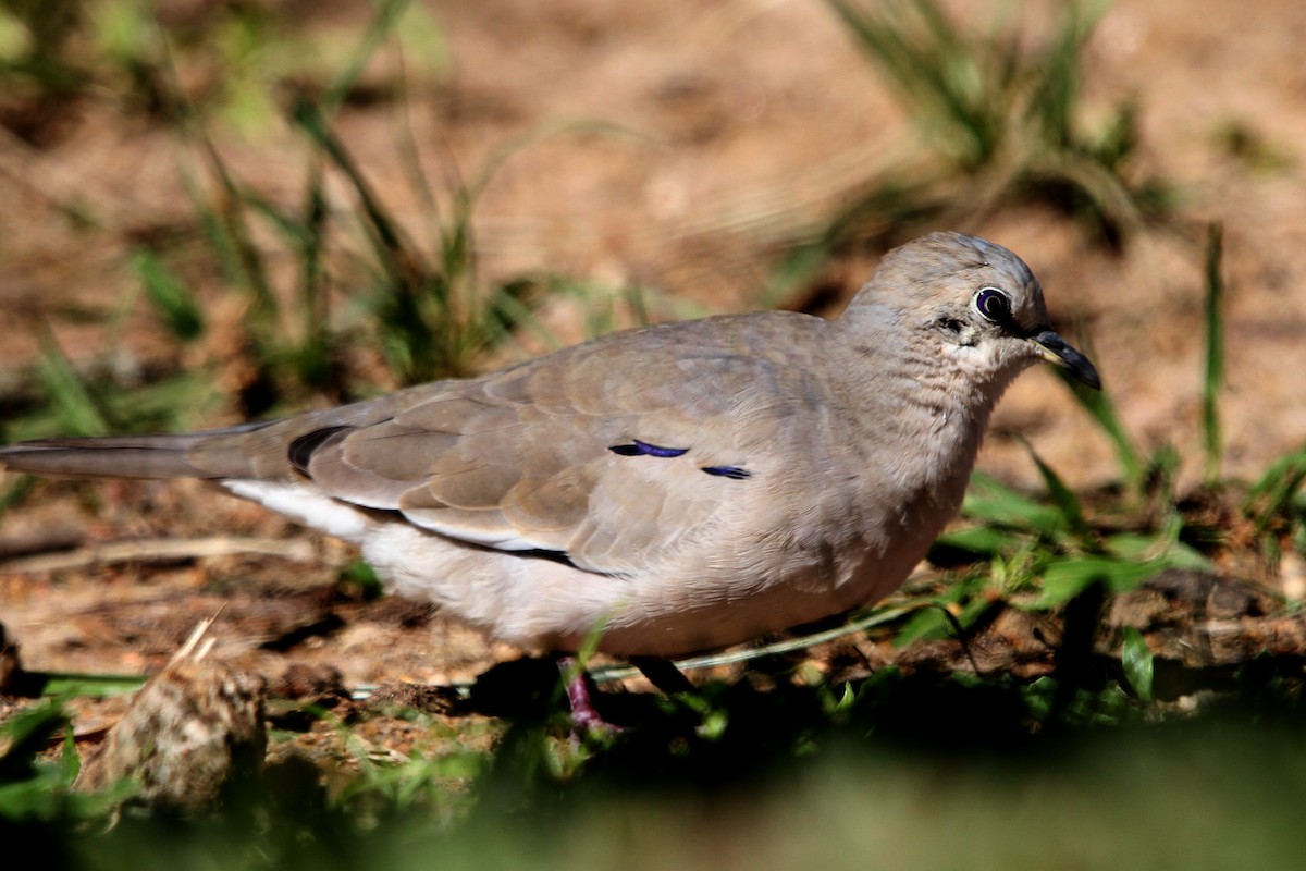 Picui Ground Dove - ML173452991