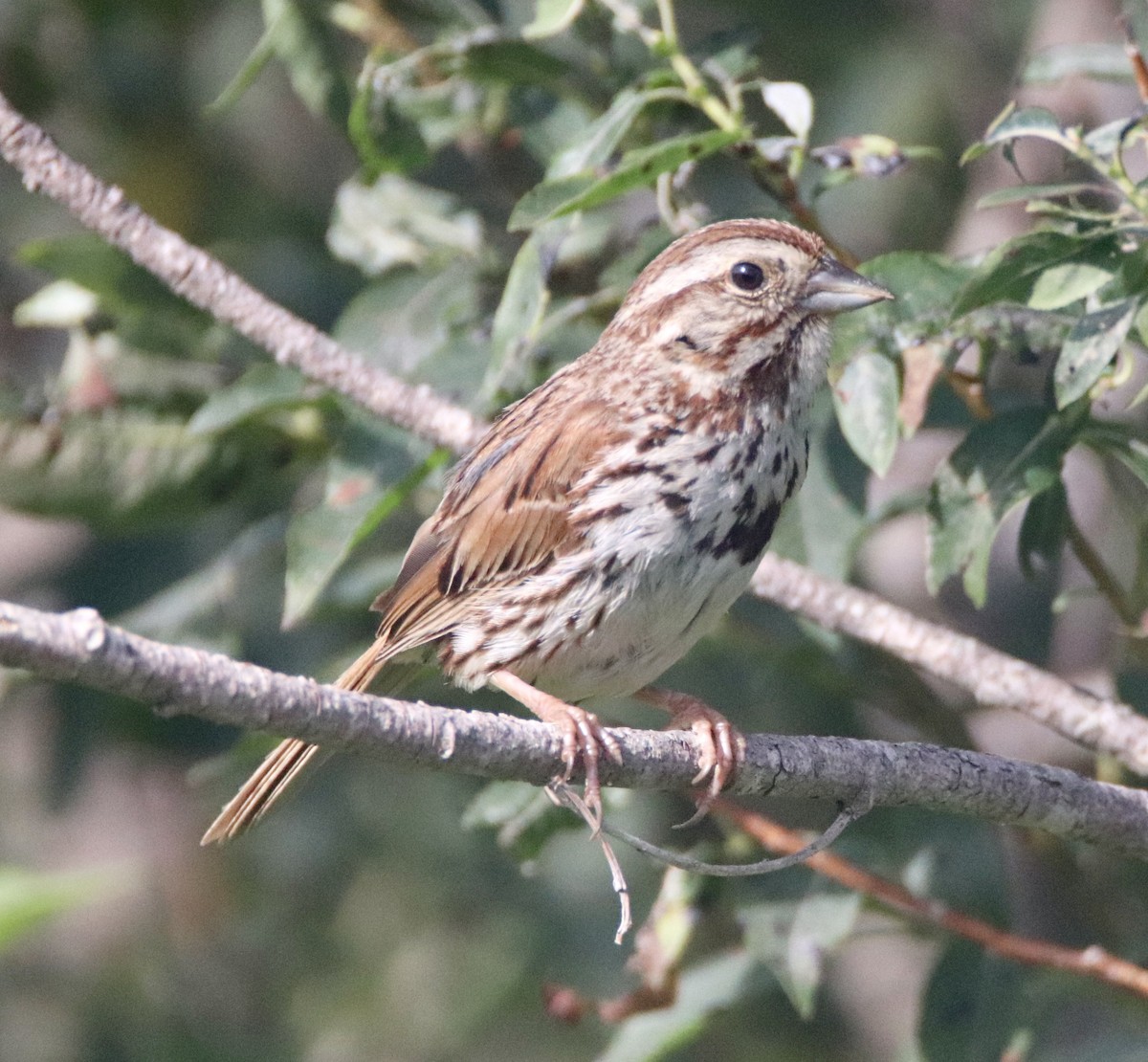 Song Sparrow - ML173454131